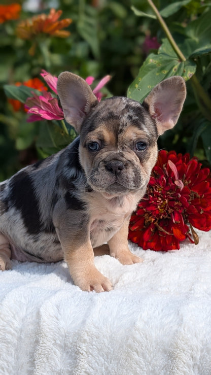 FRENCH BULLDOG (07/08) FEMALE