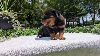 ROTTWEILER (05/28) FEMALE