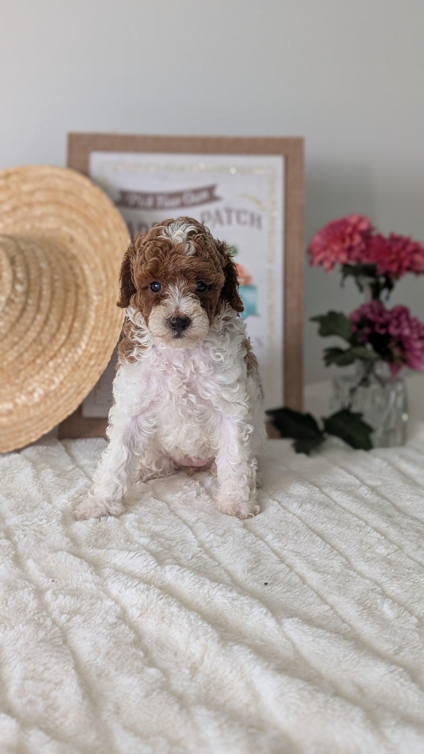MINI POODLE (06/29) FEMALE