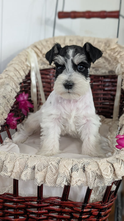 MINI SCHNAUZER (JAN 10) MALES