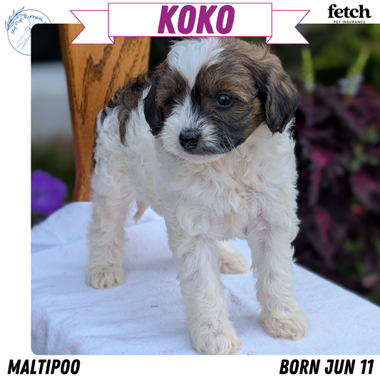 MALTIPOO (JUN 11) FEMALE