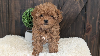 TOY POODLE (DEC 25) FEMALE