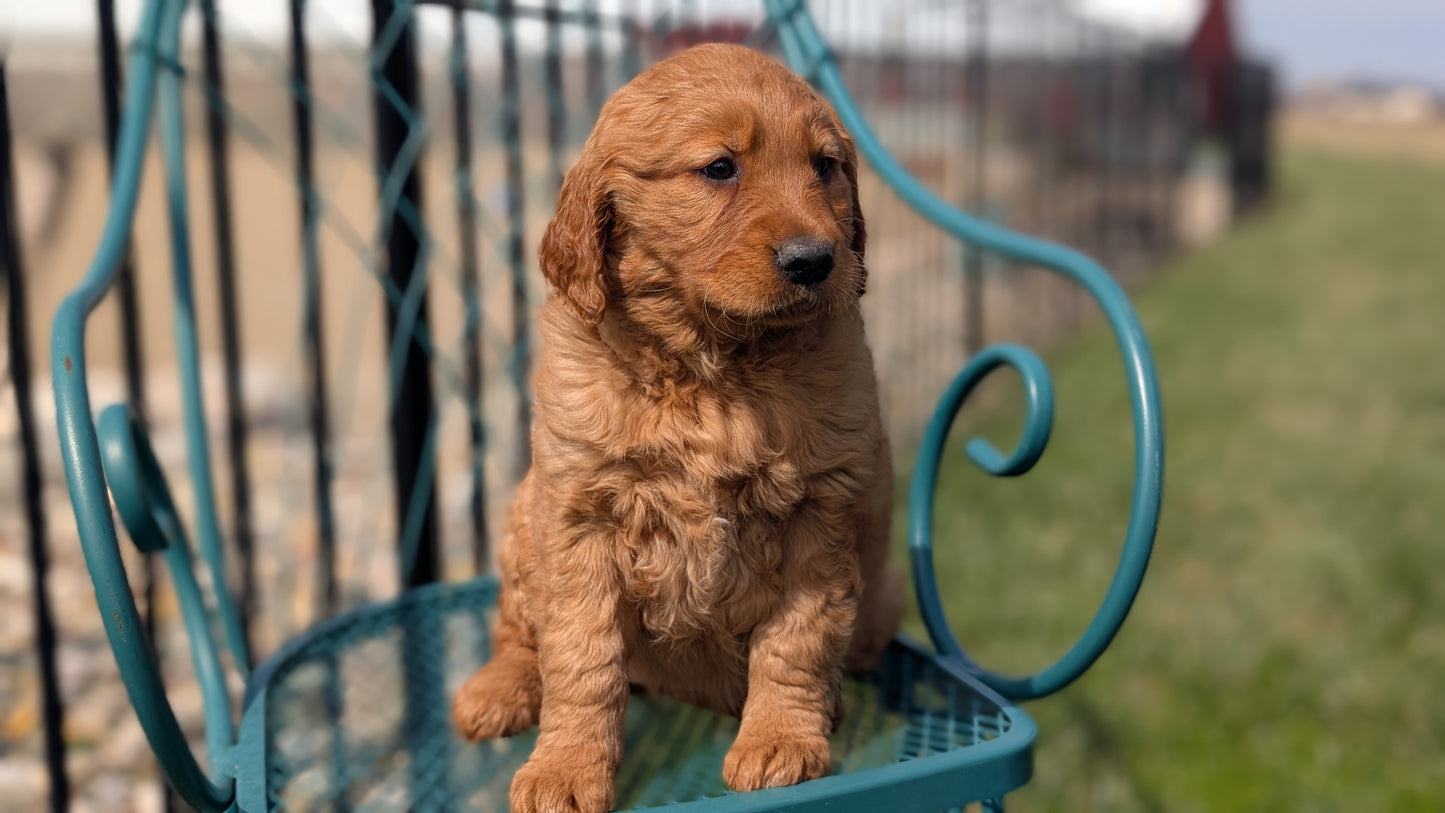 GOLDEN RETRIEVER (FEB 04) FEMALES