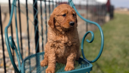GOLDEN RETRIEVER (FEB 04) FEMALES
