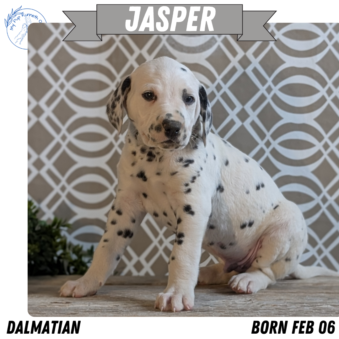 DALMATIAN (FEB 06) MALES
