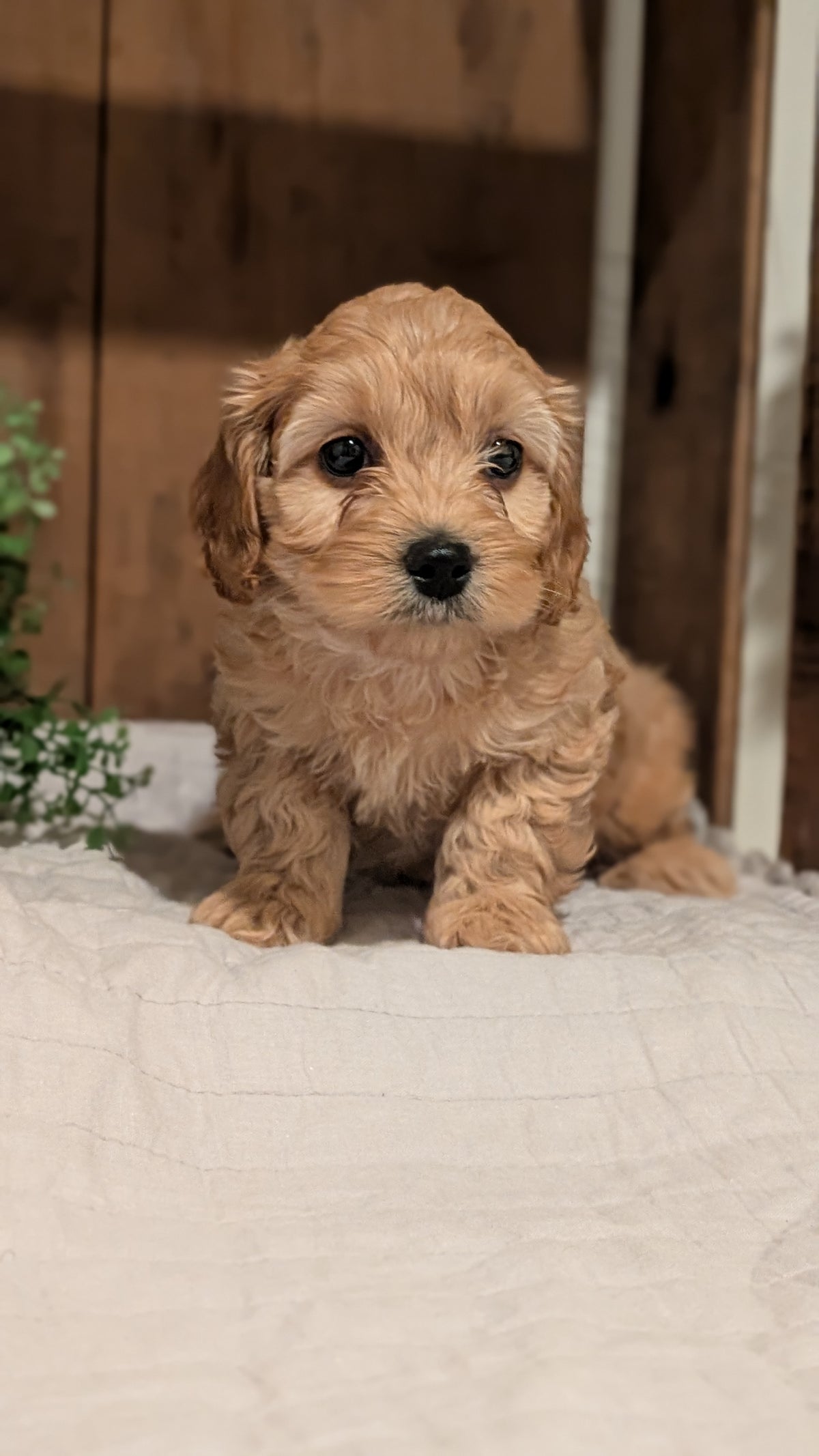 COCKAPOO (AUG 17) 3 FEMALES/1 MALE