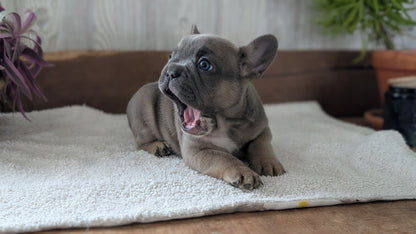 FRENCH BULLDOG (NOV 22) MALES