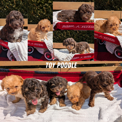 TOY POODLE (01/23) FEMALE