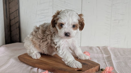 CAVAPOO (FEB 11) MALES