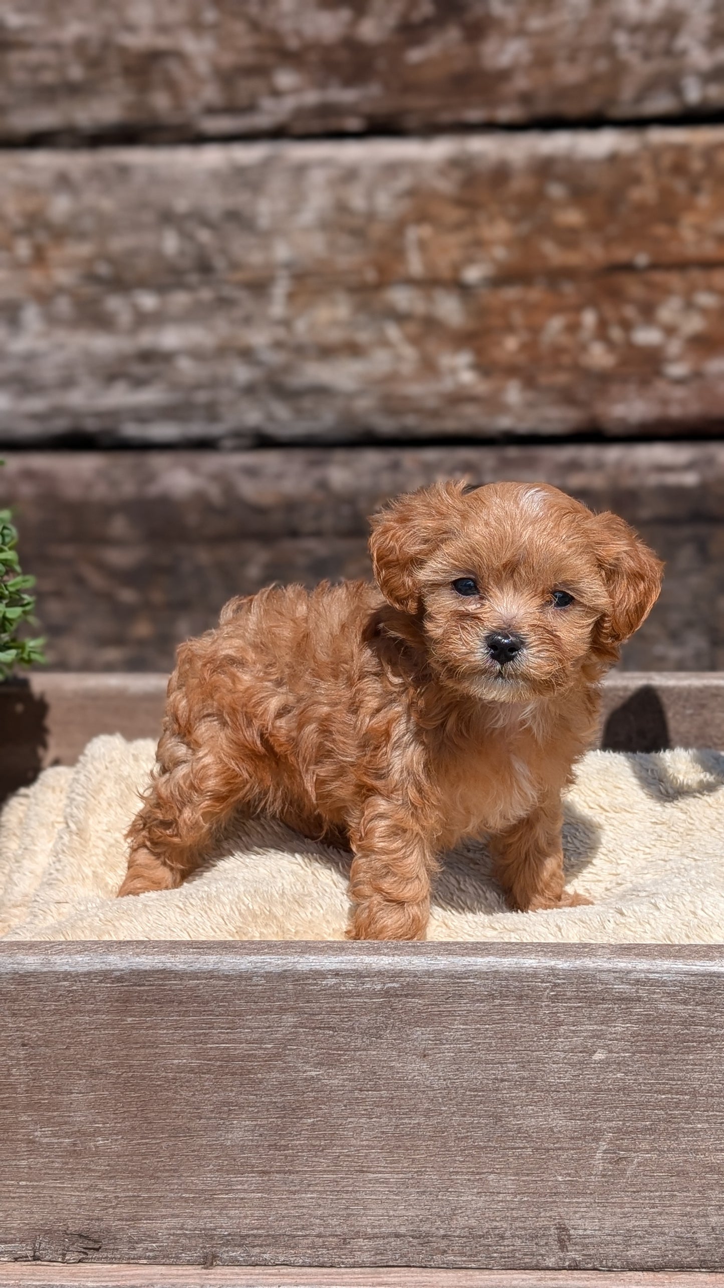 CAVAPOO (MAY 12) MALES