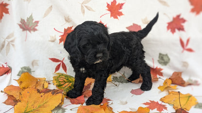 COCKAPOO (08/03) MALE