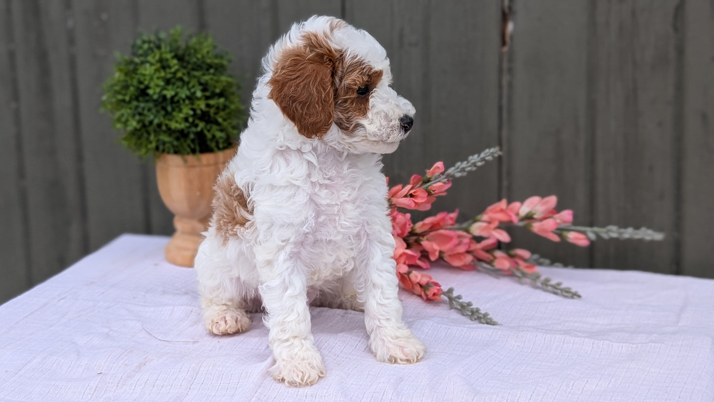 MINI POODLE (MAY 08) MALES