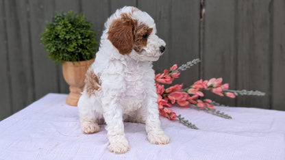 MINI POODLE (MAY 08) MALES