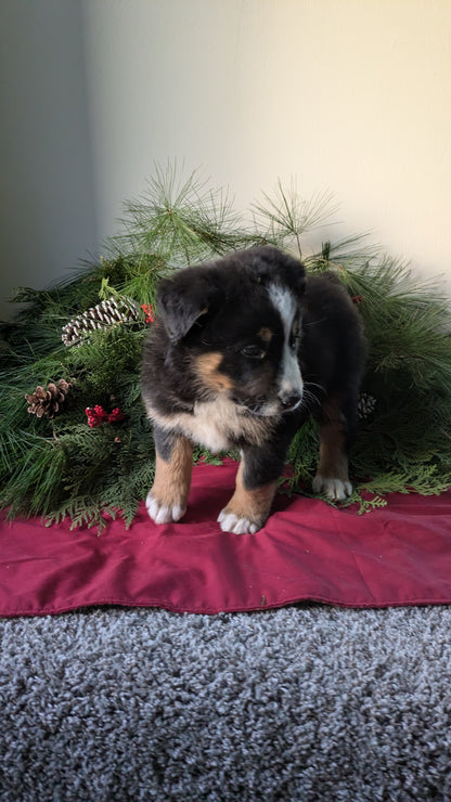 GOLDEN BERNESE (10/28) MALE