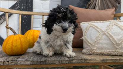 HAVAPOO (06/26) MALE