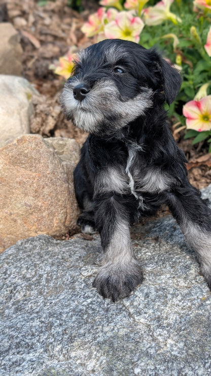 MINI SCHNAUZER (05/29) MALE