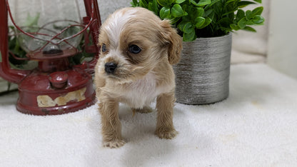 COCKER SPANIEL (12/18) MALE
