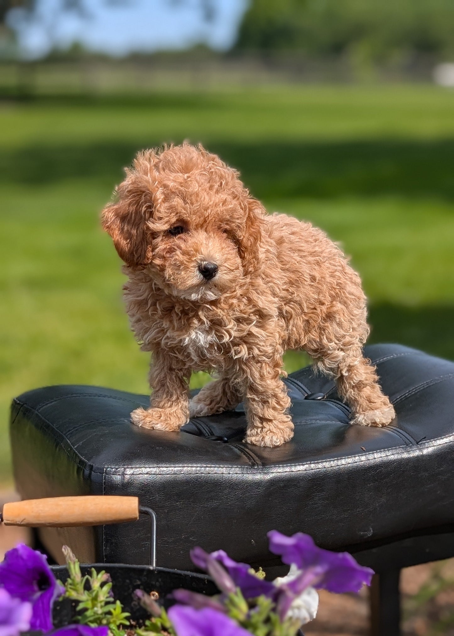 MINI POODLE (APR 03) FEMALES
