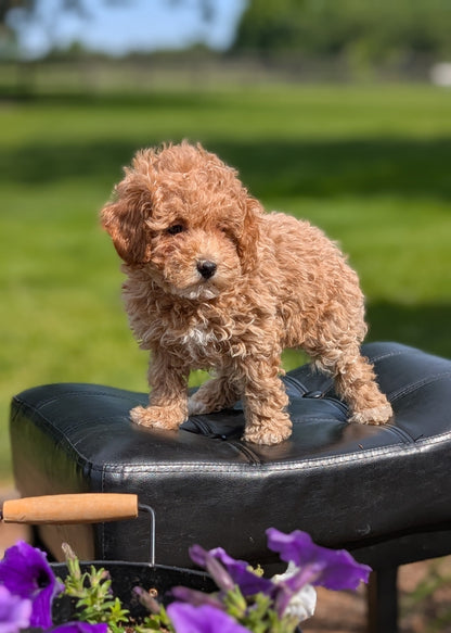 MINI POODLE (APR 03) FEMALES