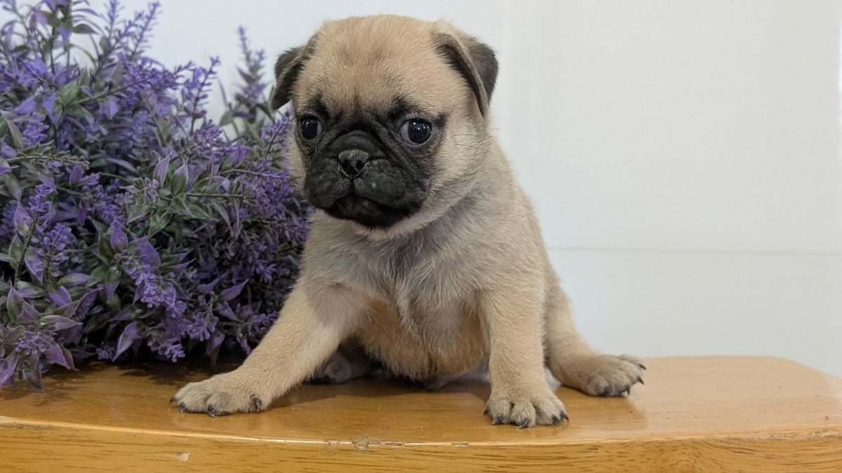 PUG (SEP 12) 4 MALES/1 FEMALE