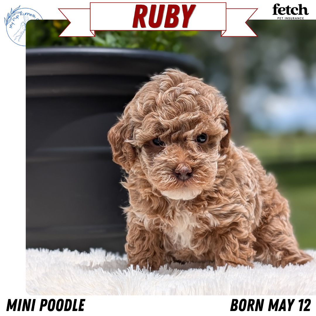 MINI POODLE (MAY 12) FEMALES
