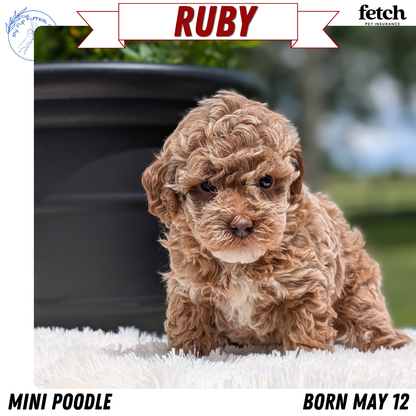 MINI POODLE (MAY 12) FEMALES