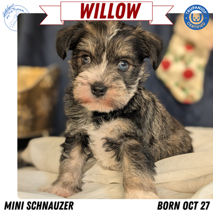 MINI SCHNAUZER (OCT 27) FEMALE