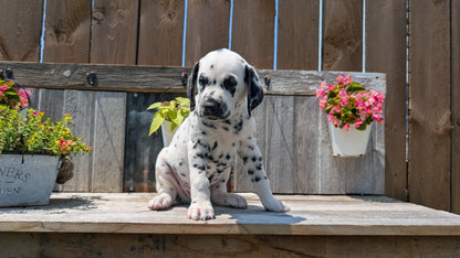 DALMATIAN (06/09) MALE