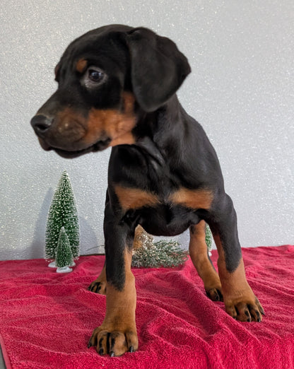 DOBERMAN PINSCHER (OCT 17) FEMALES