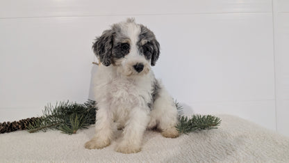 SCHNOODLE (09/20) FEMALE
