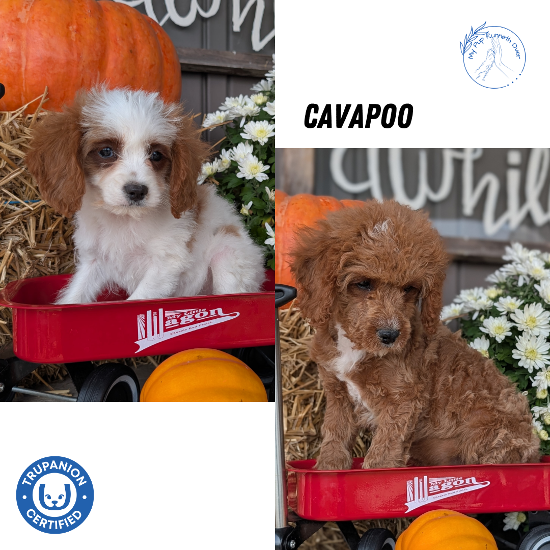 CAVAPOO (07/26) MALE