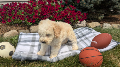 TOY BERNEDOODLE (06/11) MALE