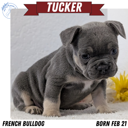 FRENCH BULLDOG (FEB 21) MALES