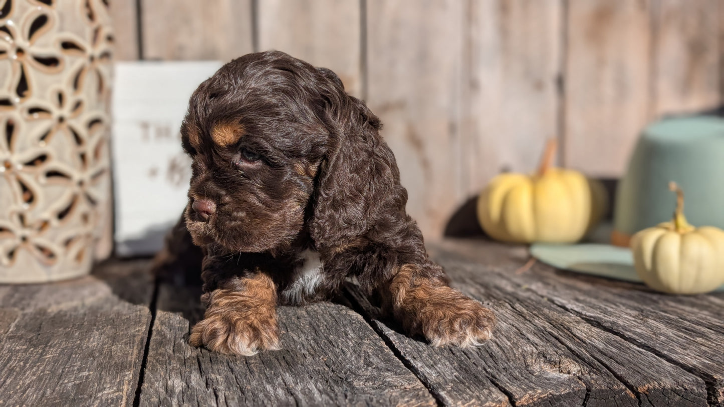 COCKER SPANIEL (09/21) MALE