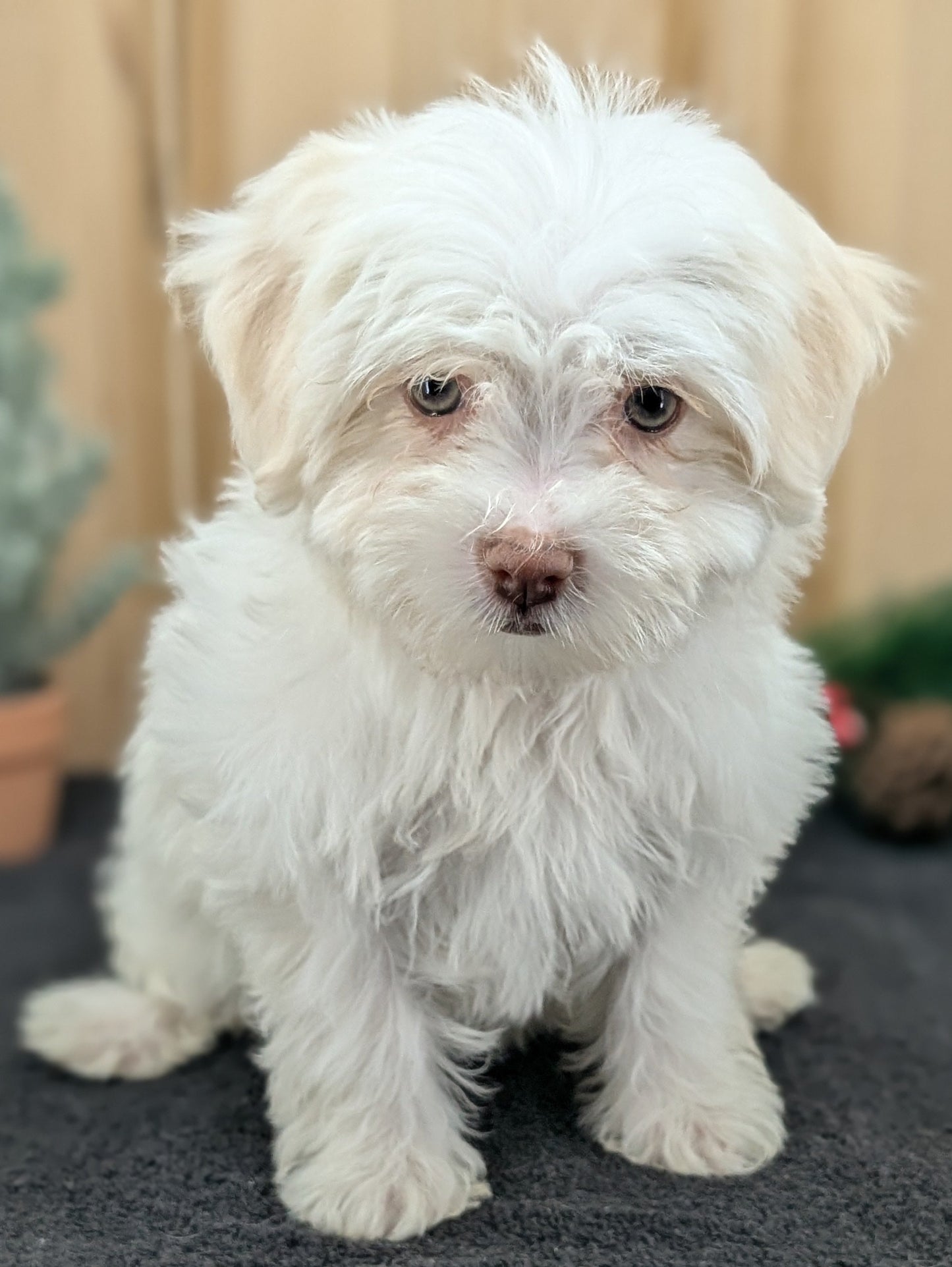 HAVANESE (09/13) FEMALE