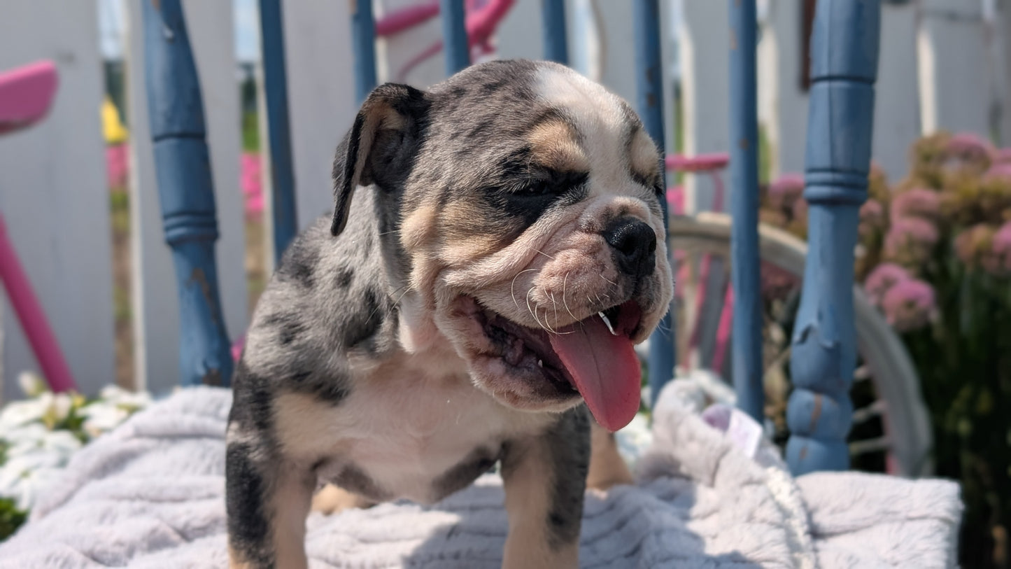 ENGLISH BULLDOG (JUN 29) 1 FEMALE/1 MALE