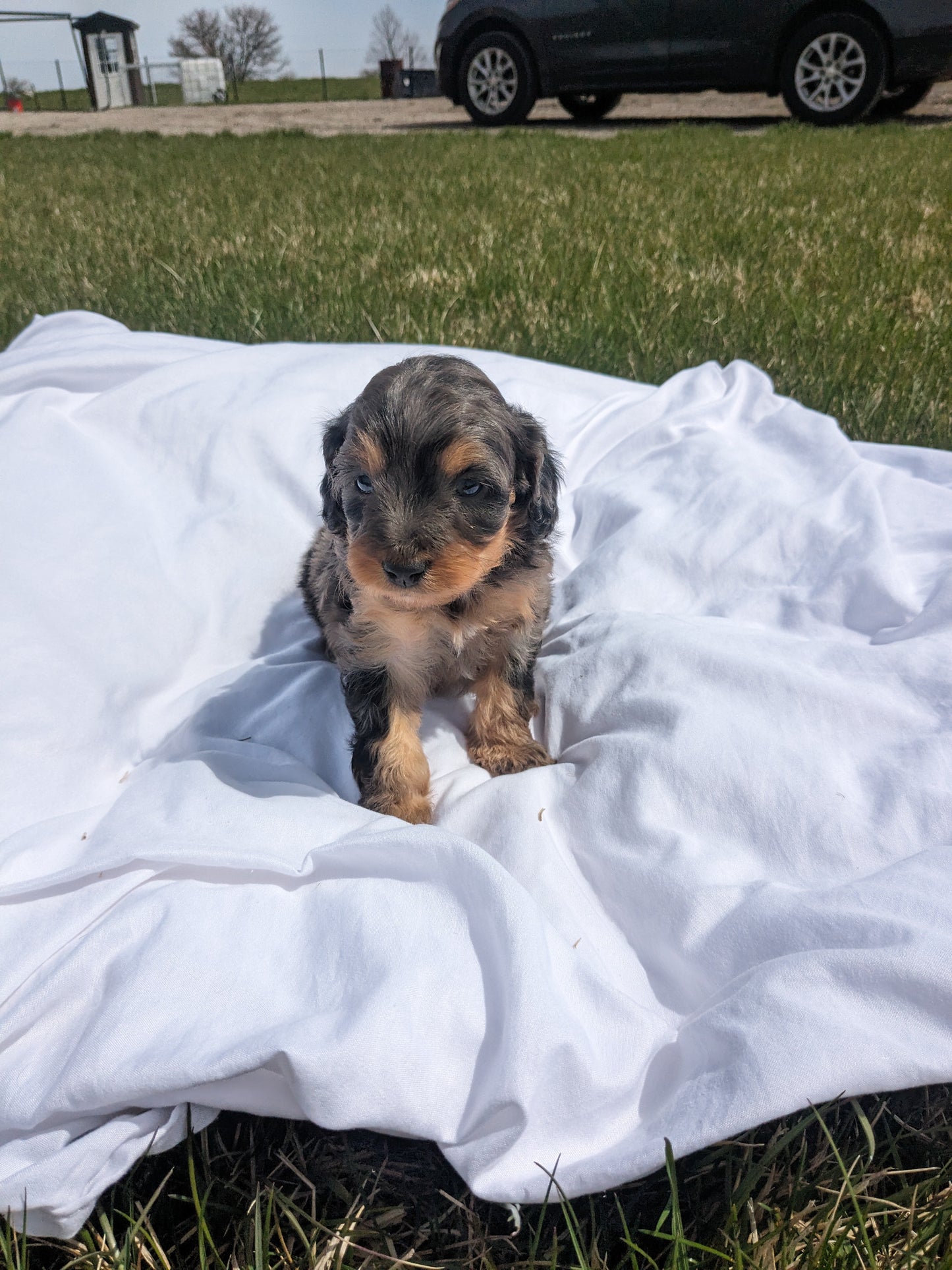 CAVAPOO (03/07) FEMALE