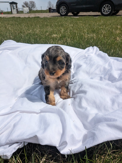 CAVAPOO (03/07) FEMALE