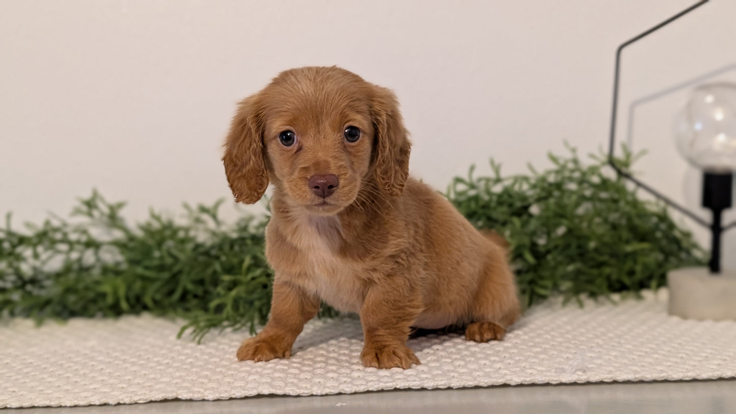 MINI DACHSHUND (JAN 01) FEMALES