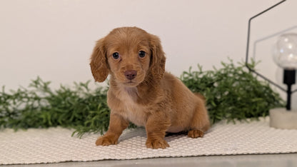MINI DACHSHUND (JAN 01) FEMALES