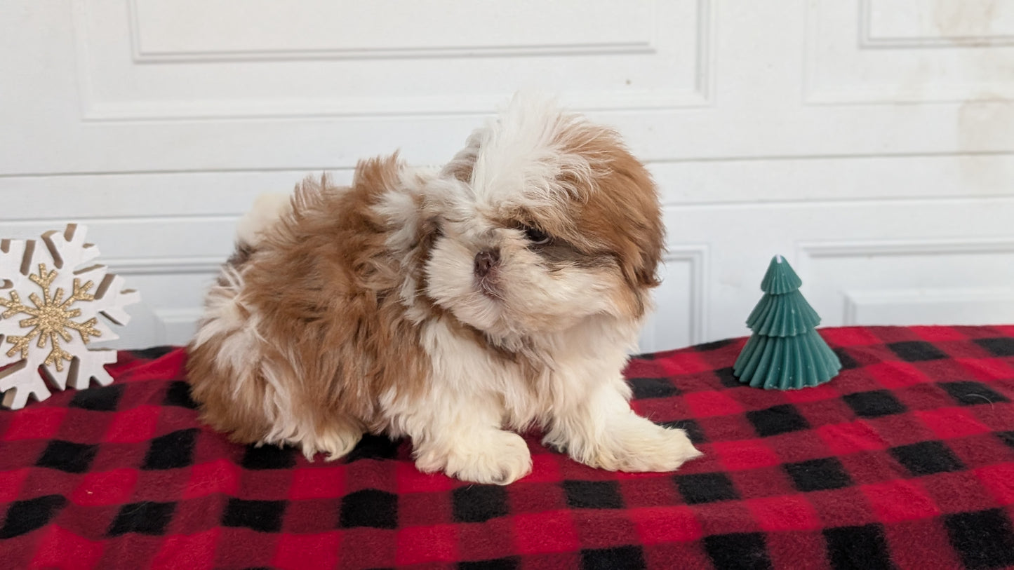 SHIH TZU (OCT 28) MALES