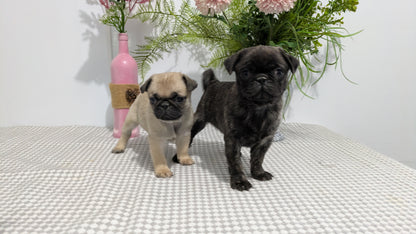 PUG (02/04) FEMALE