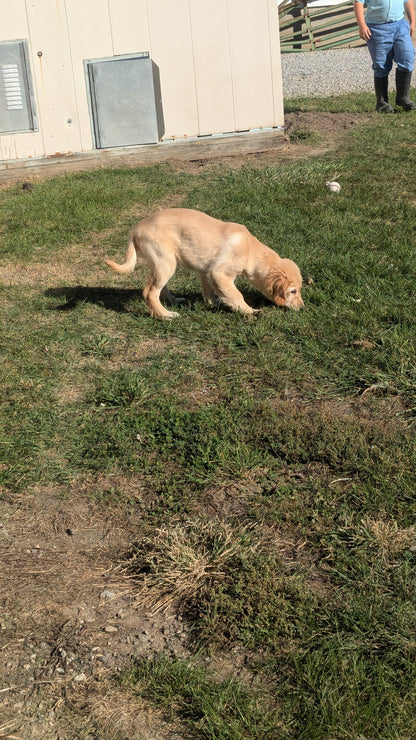 GOLDEN RETRIEVER (06/24) FEMALE