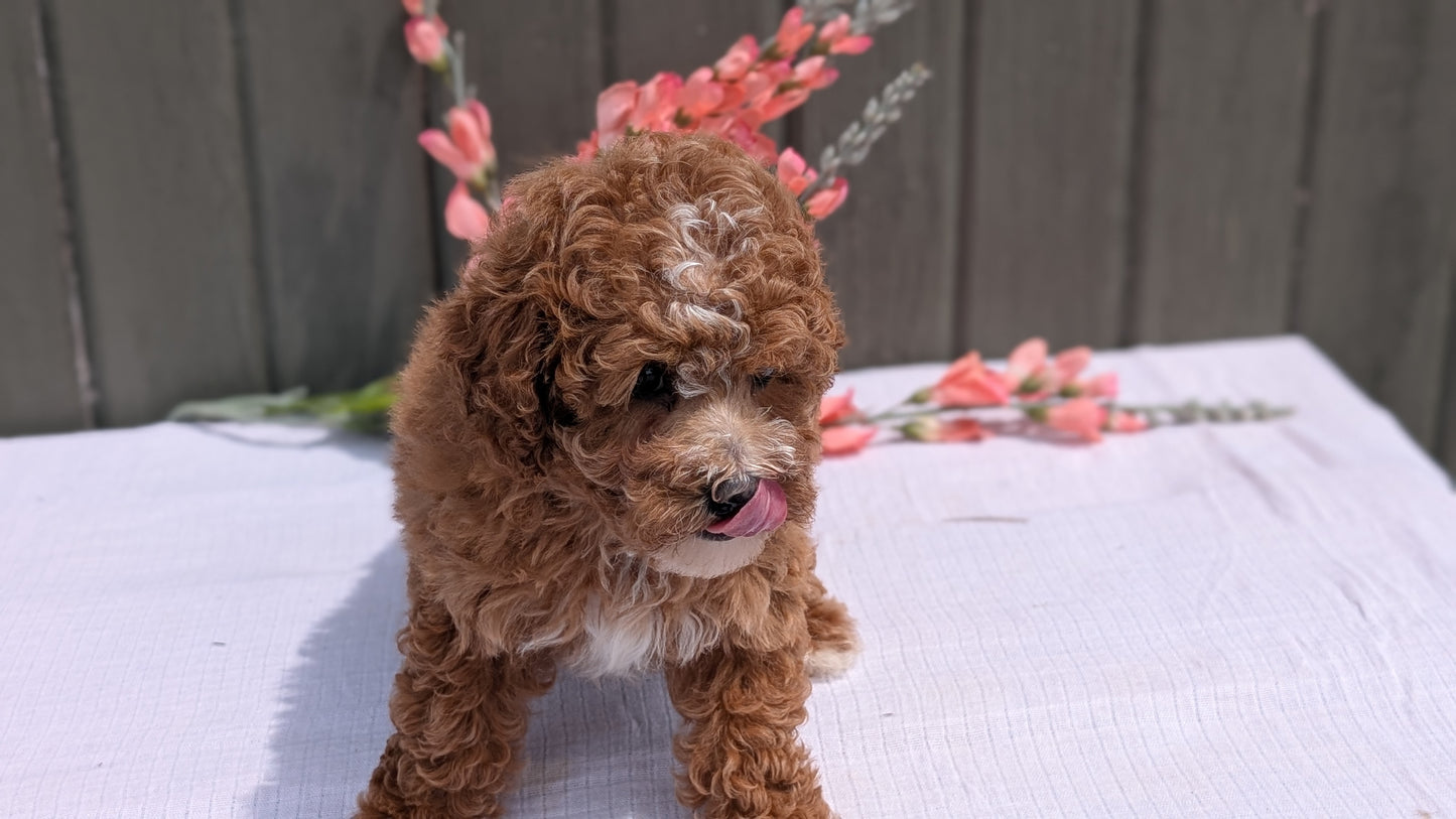 MINI POODLE (JUN 05) FEMALE