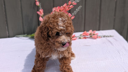 MINI POODLE (JUN 05) FEMALE