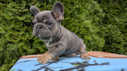 FRENCH BULLDOG (03/04) MALE
