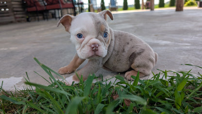 ENGLISH BULLDOG (06/30) FEMALE