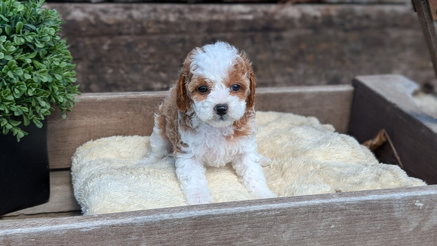 CAVAPOO (MAY 12) FEMALES