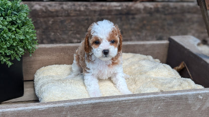 CAVAPOO (MAY 12) FEMALES