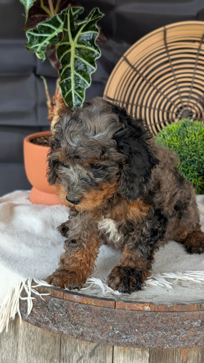 CAVAPOO (MAY 23) MALES